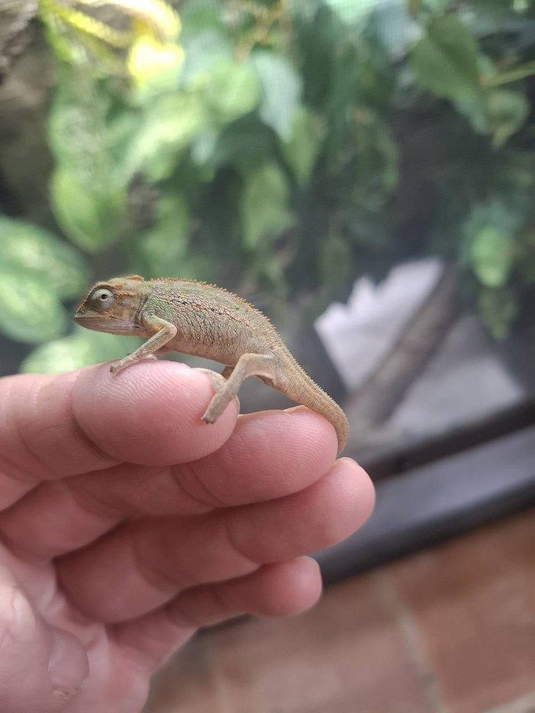 NZ 24 Trioceros ellioti