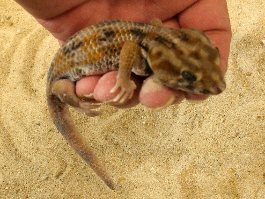 Teratoscincus keyserlingii Arabský poloostrov