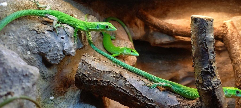 Gastropholis prasina