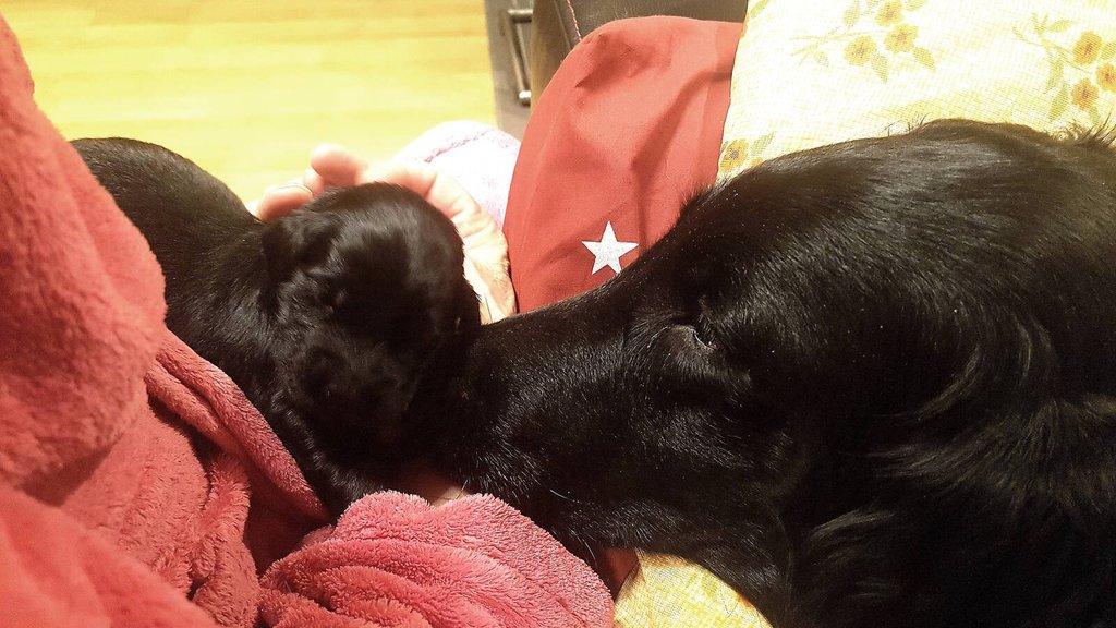 Flat Coated Retriever - štěňátka s PP + možnost výcvikových a socializačních lekcí zdarma