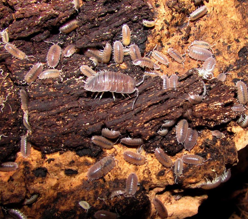 Isopody - Živá exotika 10.5.,stůl J05