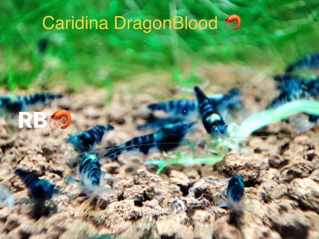 TOP PREMIUM AKVA KREVETKY Caridina a Neocaridina - Odchovy