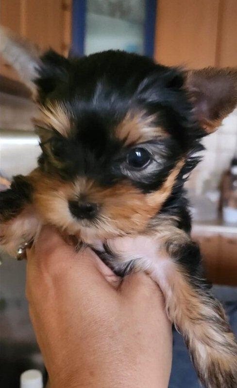 Štěňata yorkšírských teriérů s PP