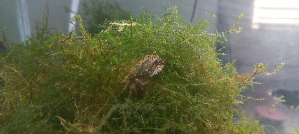 Akvarijní ryby,šneci,kořeny,břidlicové úkryty,použité akvária,akvarijní písky