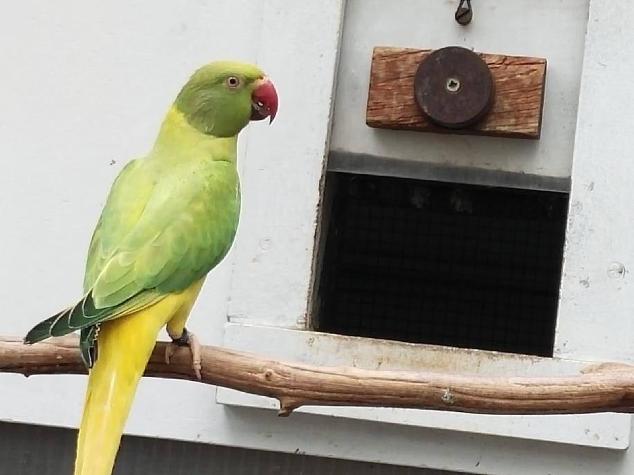 Alexandr malý mutace