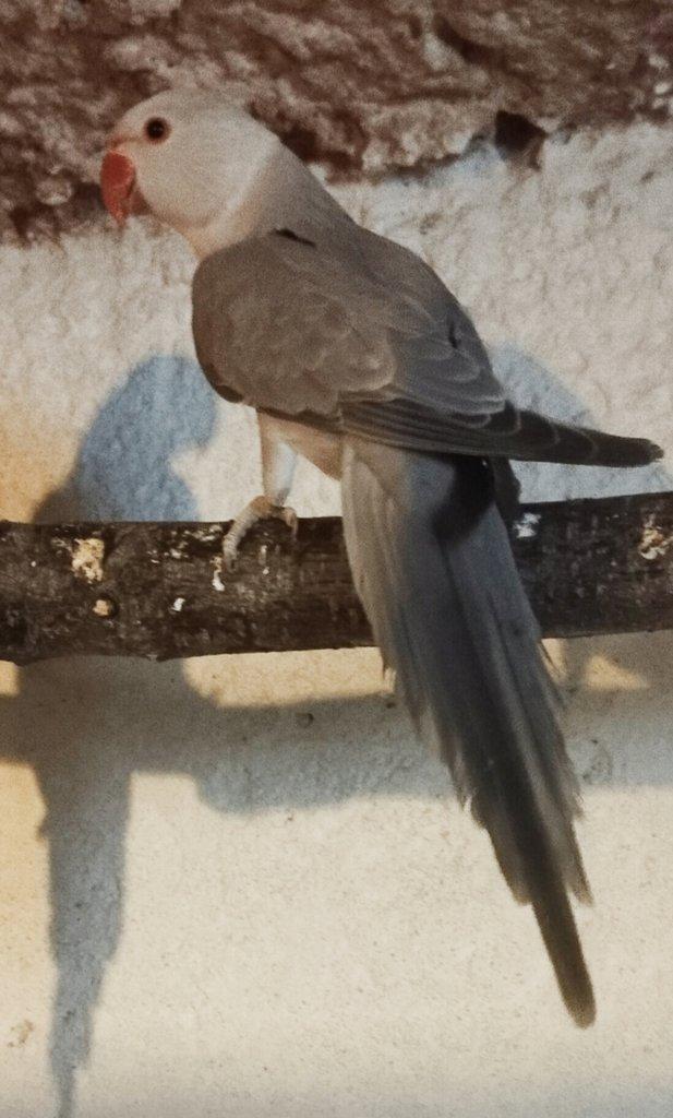 BUTTERCUP 2 letý samec