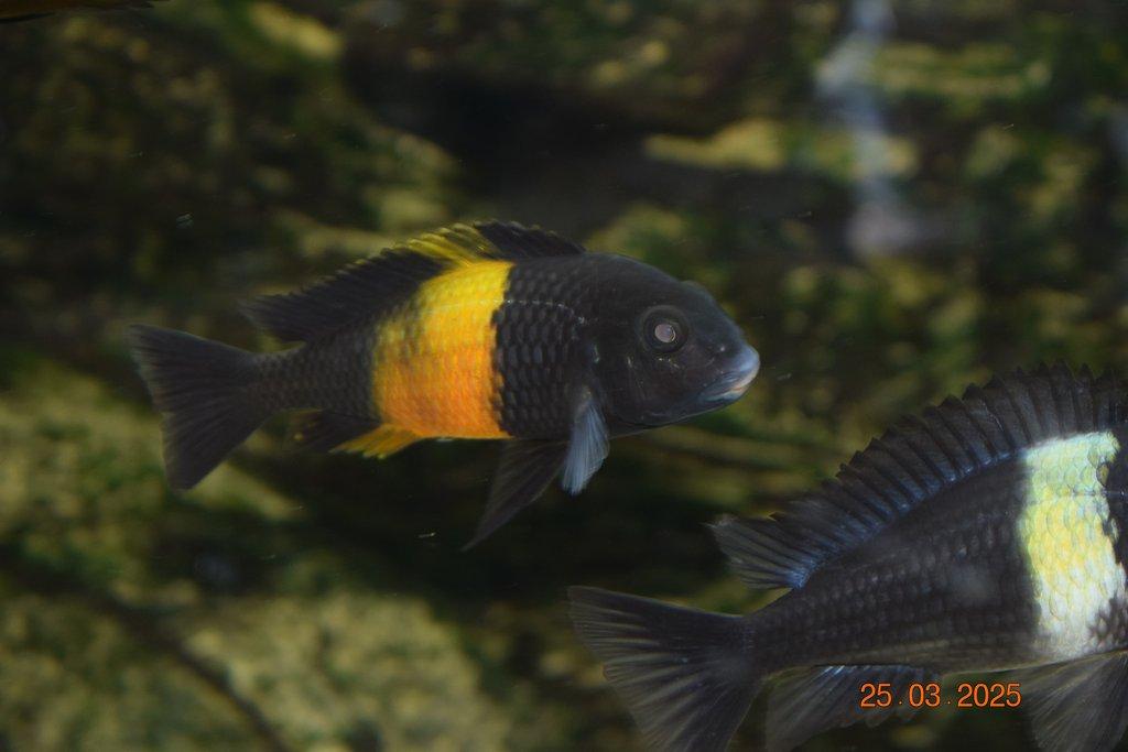 Tropheus bemba