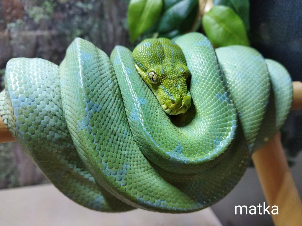 Morelia viridis Lereh