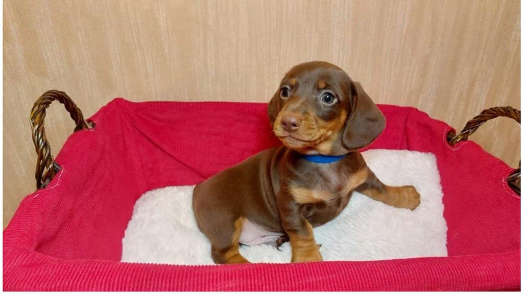 Štěňátka jezevčíka s PP FCI