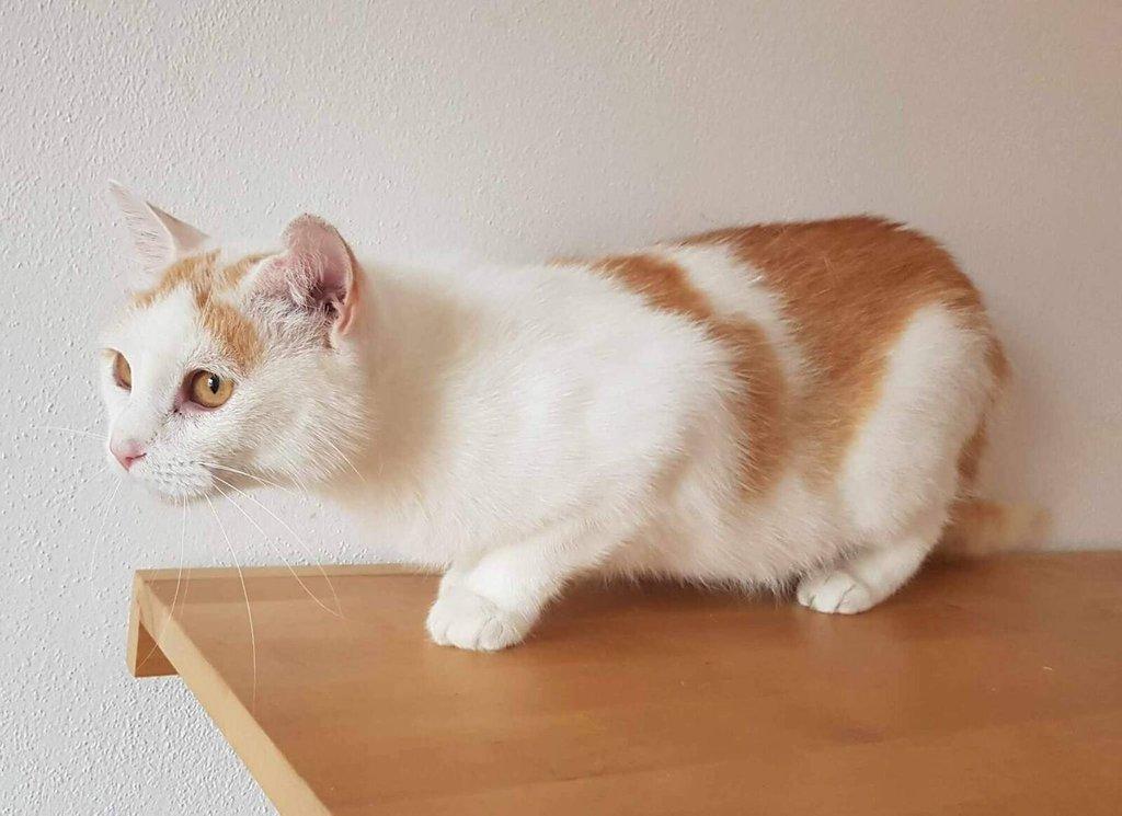 Kočička Růženka hledá nový domov