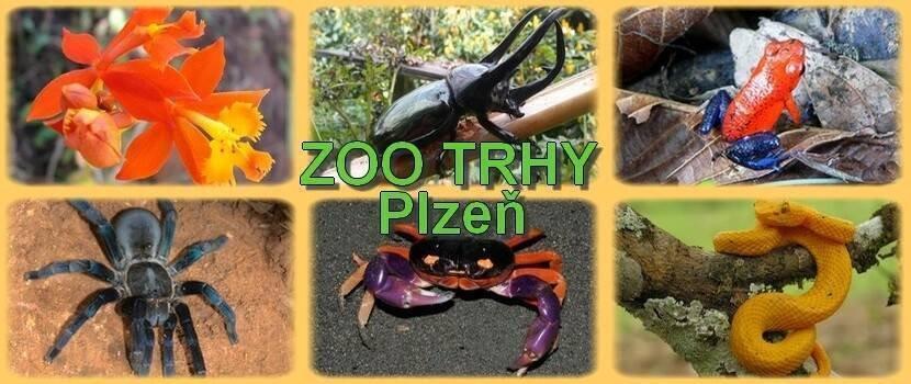 Zoo trhy Plzeň 17.5. Papírna