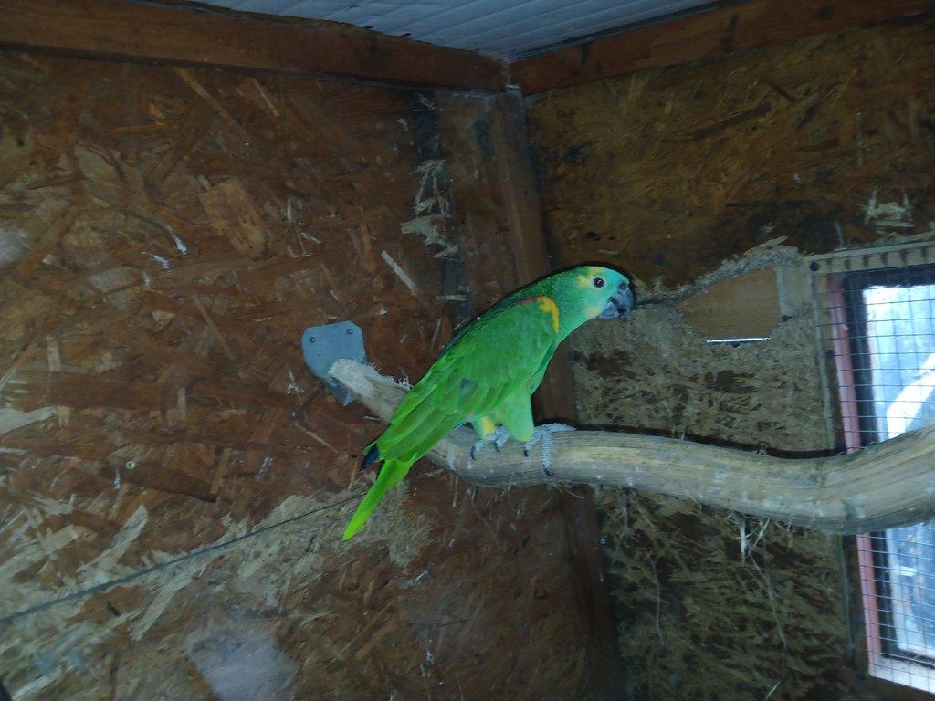 Prodám samce Amazoňana modročelého