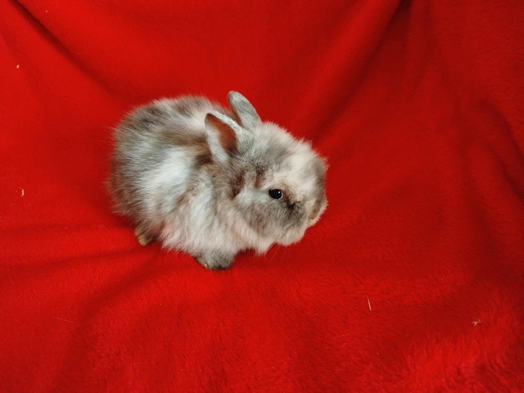 Nabízím zakrslé králíčky- lvíčky s teddy genem