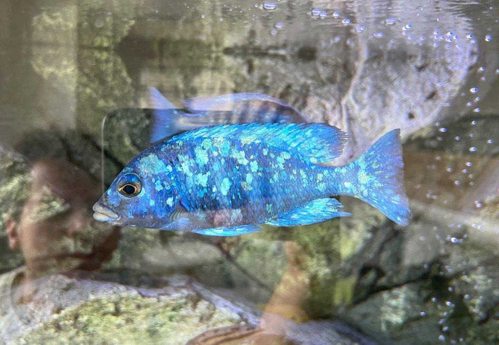 Malawi tlamovci Placidochromis phenochillus Tanzania Lupingu