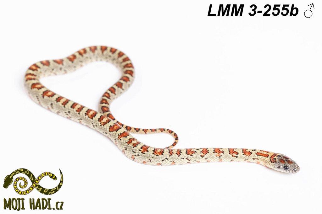Lampropeltis mexicana mexicana - Korálovka mexická 2024