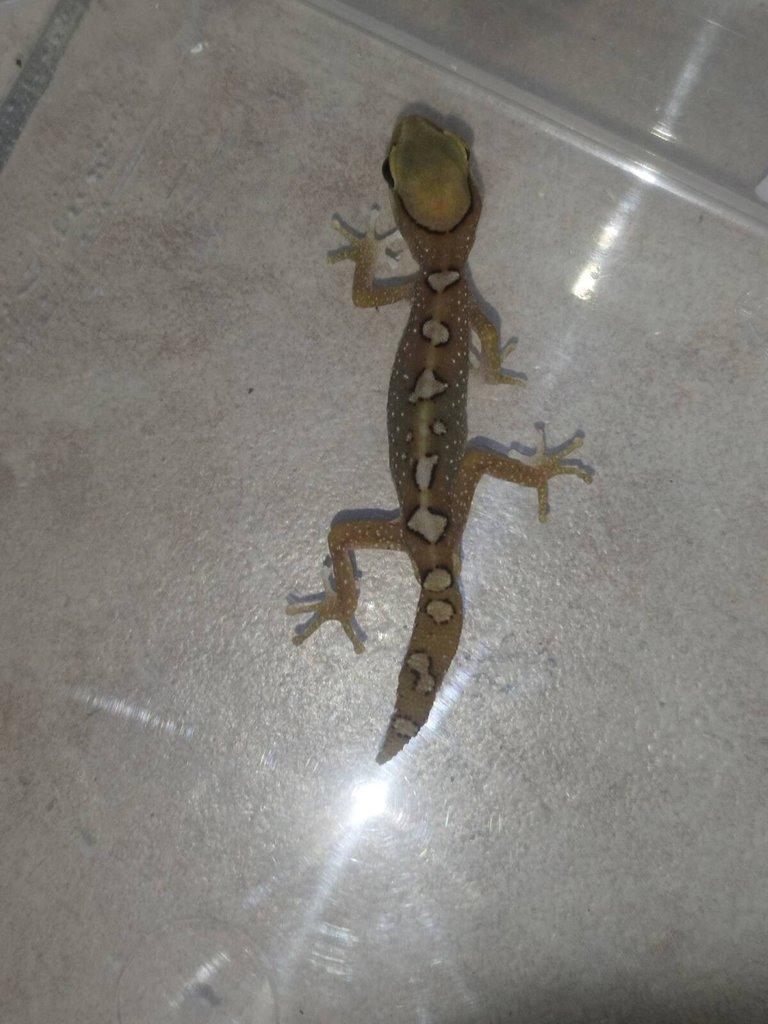 Diplodactylus galeatus samec