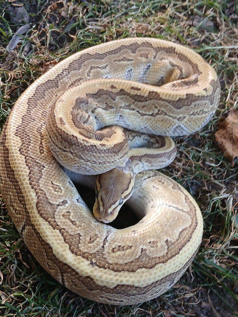 Python regius King pin 0.1