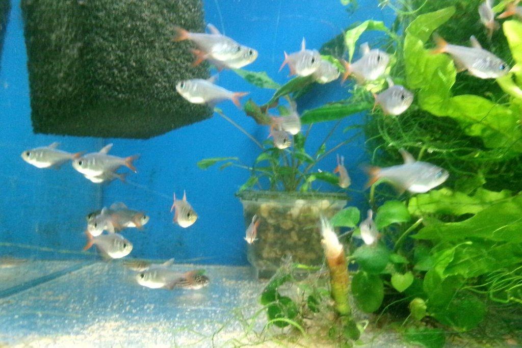 Tetra darienská - Hyphessobrycon columbianus