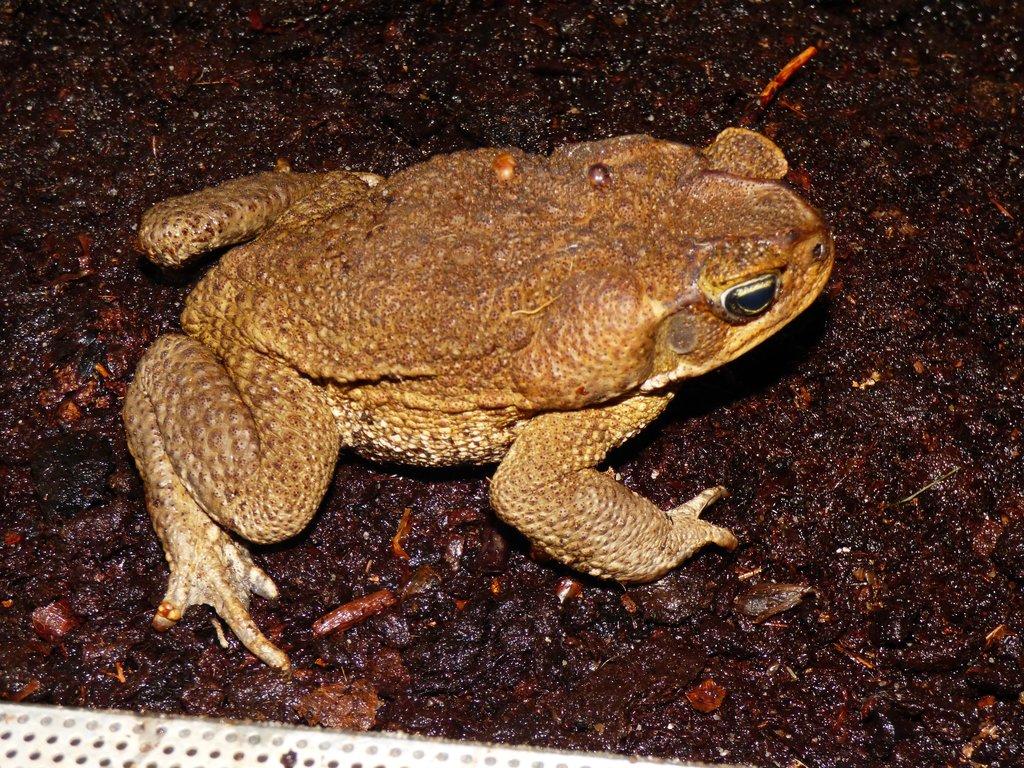 Ropucha obrovská (Rhinella marina)