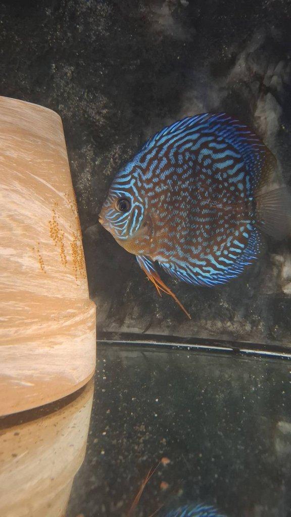 Výběr ze 3 chovných párů