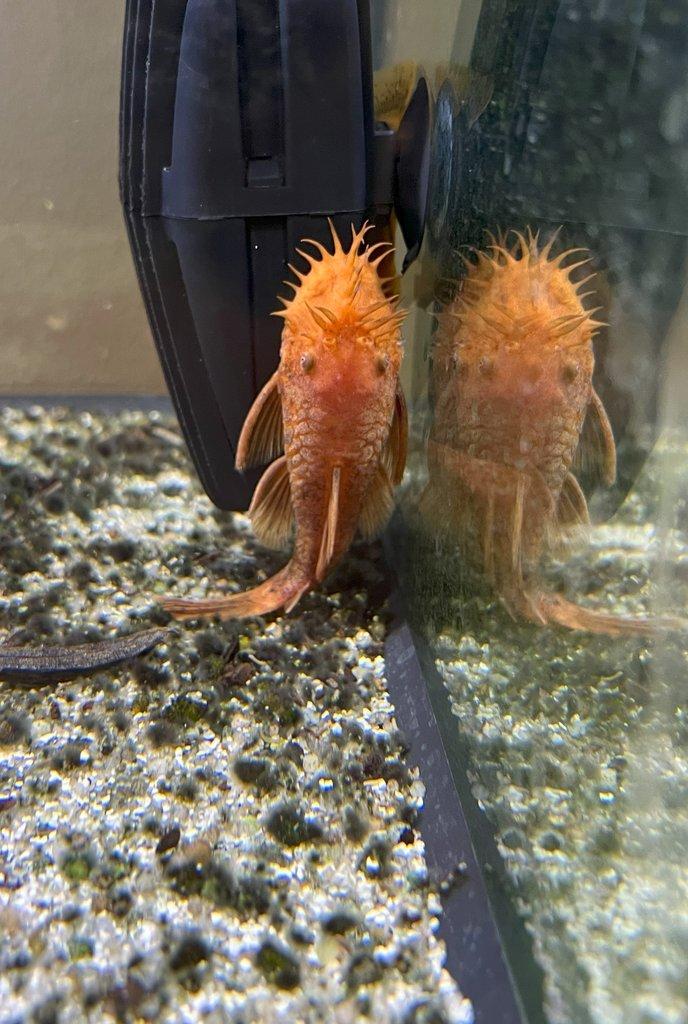 Ancistrus sp. super red - odchovy