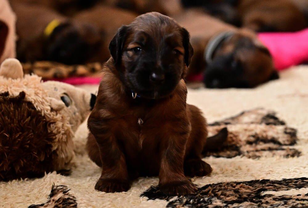 Briard - plavá štěňata