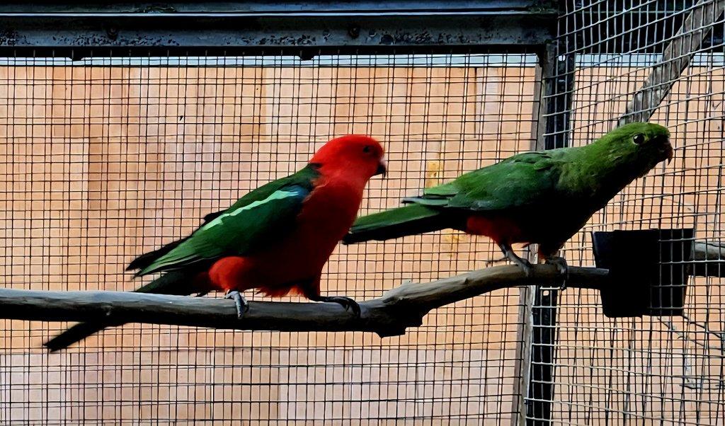 Papoušek královský