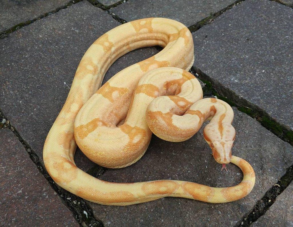Boa imperator - Purple Sharp Sunglow Aztec, Sharp Sunglow