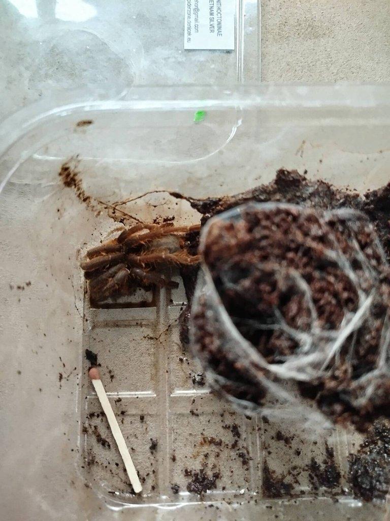 1x samice  H. pulchripes 0.1, 1x O. vietnam silver, 1x P. metallica + menší tera/ vše 3000 Kč