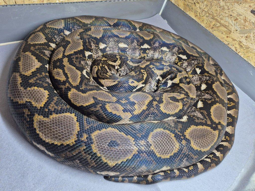 Malayopython reticulatus Bali