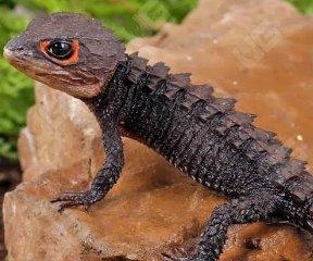 Tribolonotus gracilis - Scink přilbový - Red-eyed crocodile skink