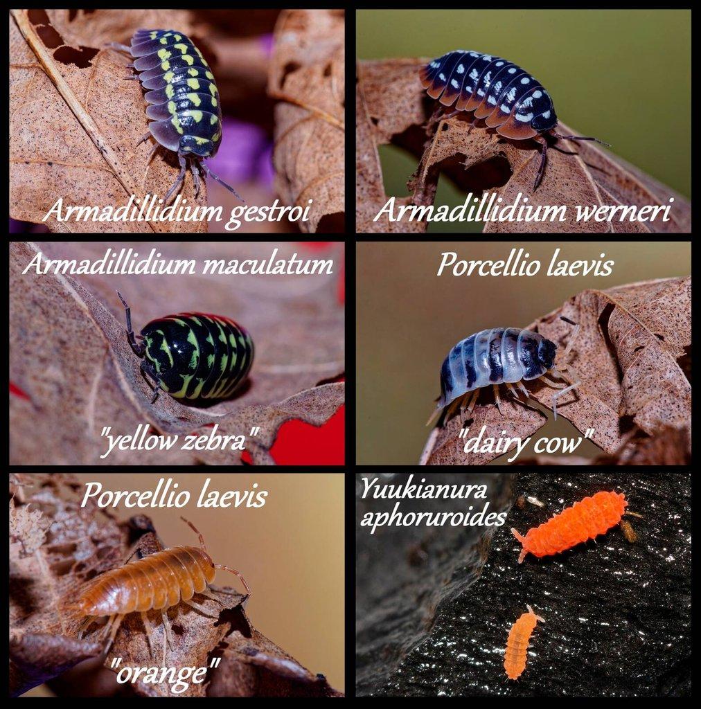 Isopody a chvostoskoci - velké balení/sleva - posílám