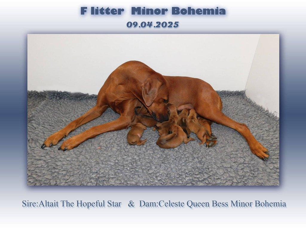 Rhodéský ridgeback - štěňátka s PP