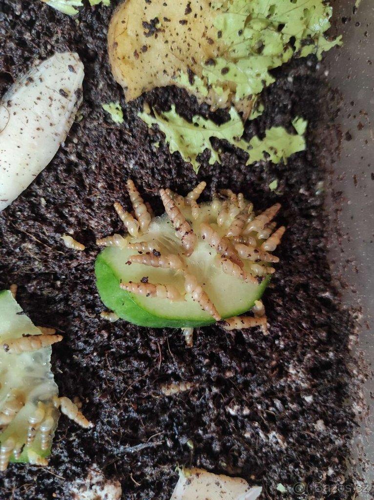 ŠNECI  Rumina decollata a Subulina octona brazil