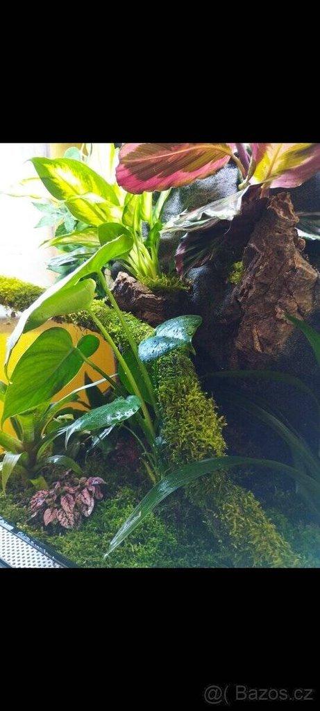 Terárium 60x100x50 ( švh )