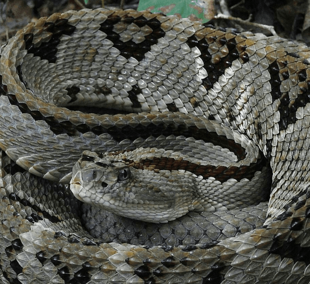 Crotalus Culminatus