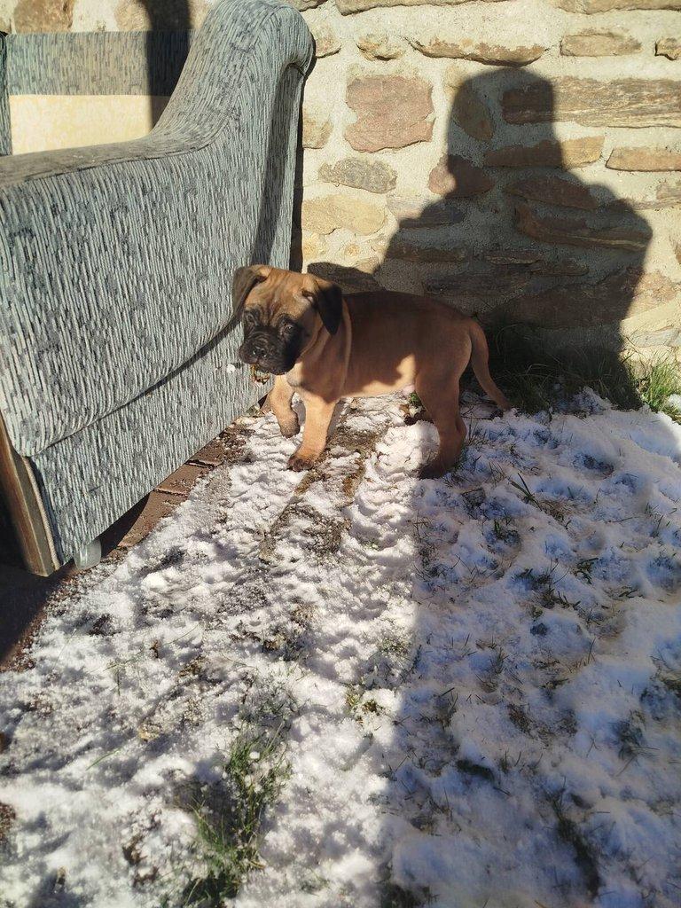 štěňata bullmastiff  bullmastIF