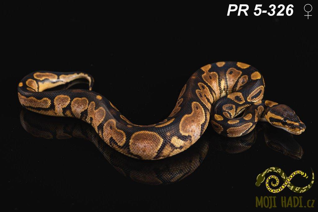 Python regius - Krajta královská