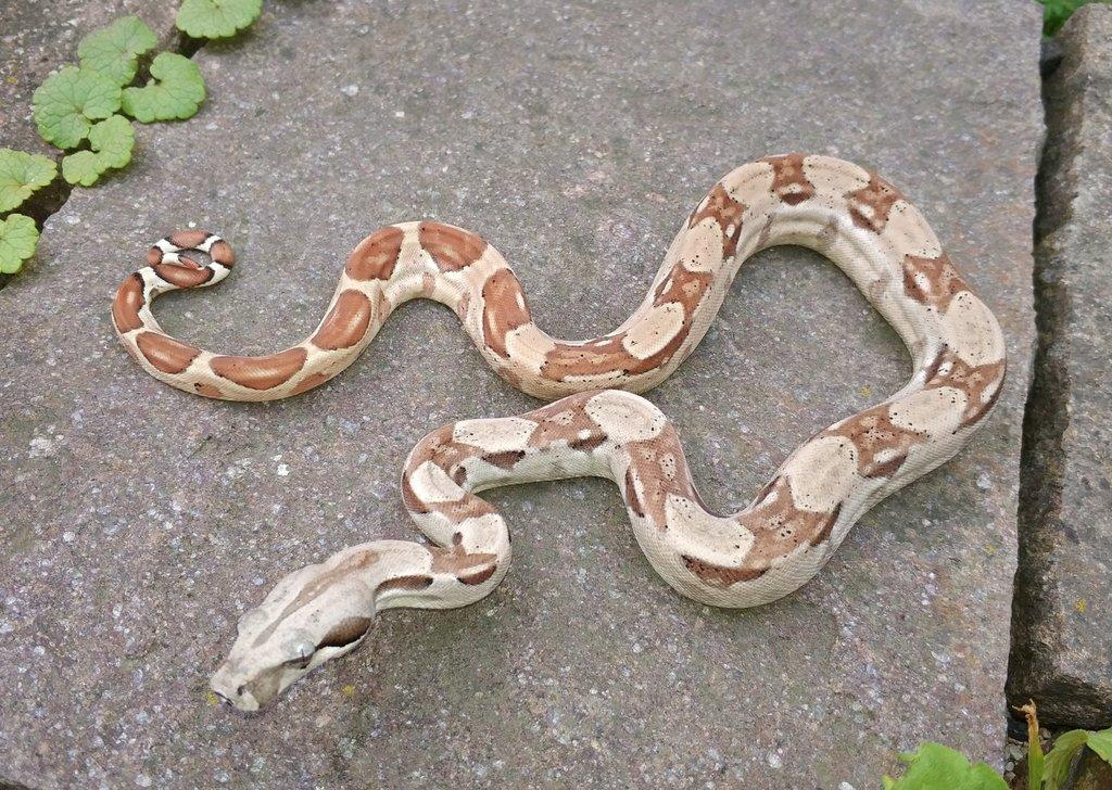 Boa imperator - Hypo Arabesque Keltic het Sharp Albino