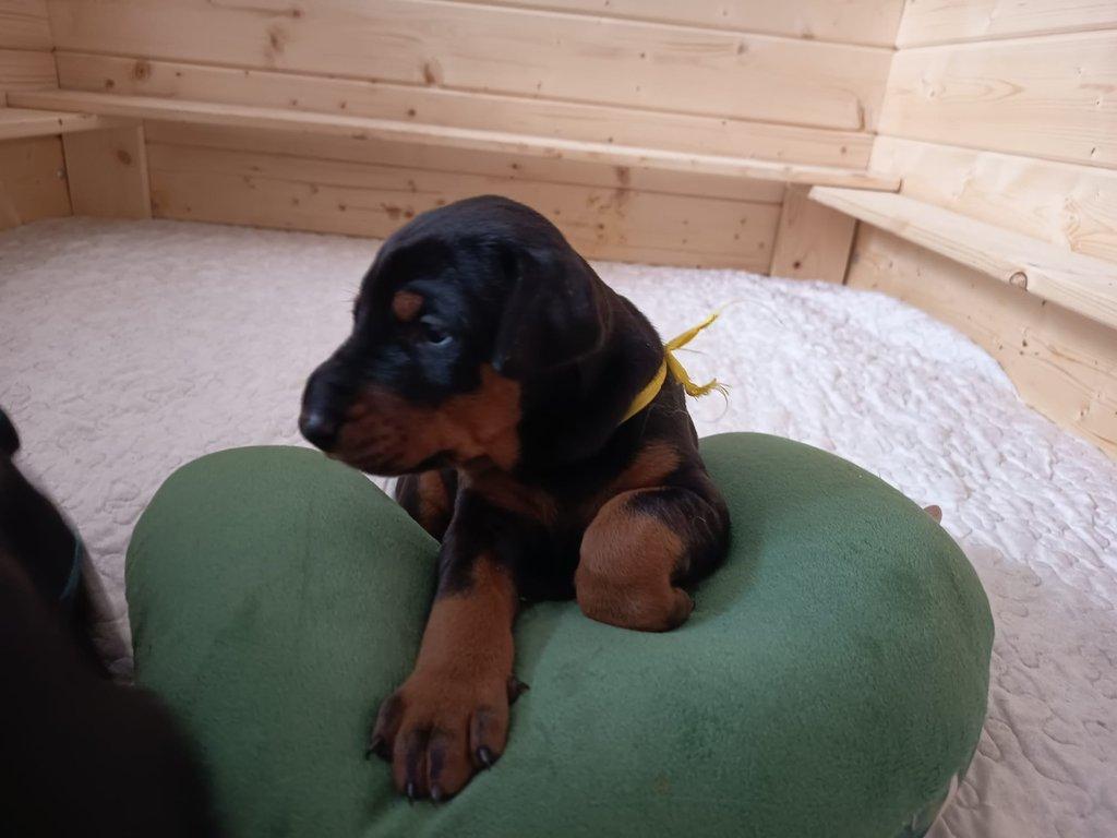 Dobrman – štěňata s PP | vrh M