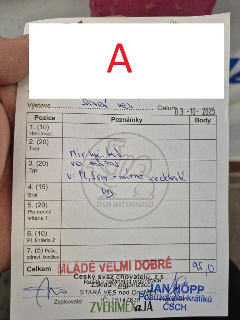 Vídeňský modrý - samec