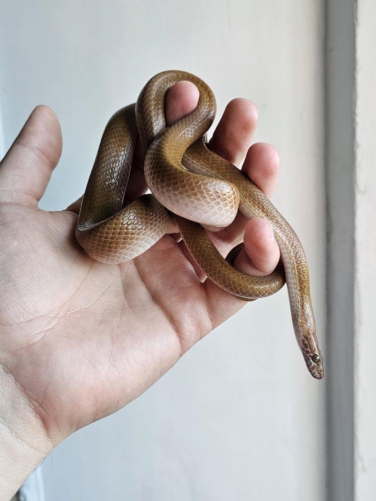 Snakes for Ostrava FaunaThry in June