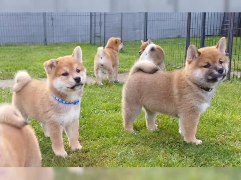 Prodám shiba inu s PP