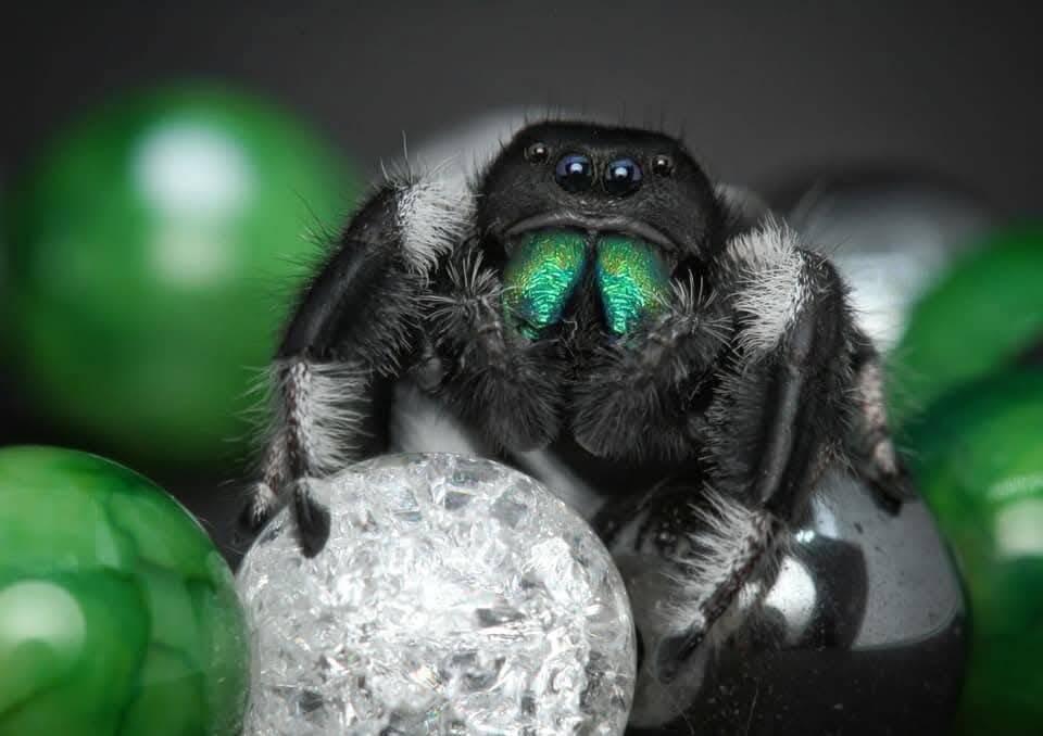 Phidippus regius Everglades, skákavka královská