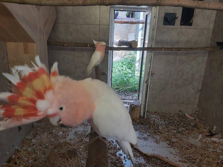 Prodej chovného páru Kakadu inka
