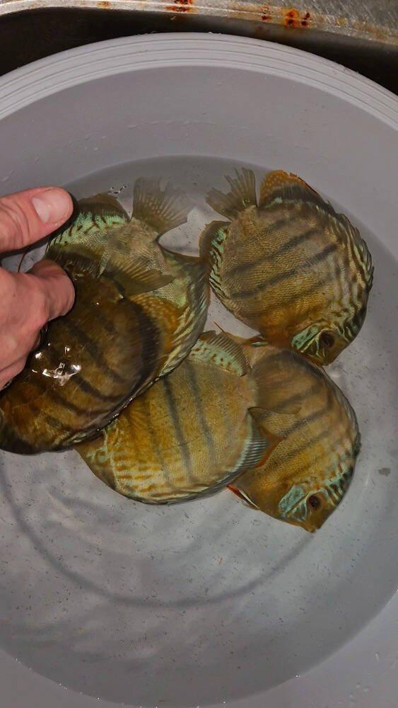 Prodej terčovců, L-sumců, skalár, rejnoků a jiných ryb