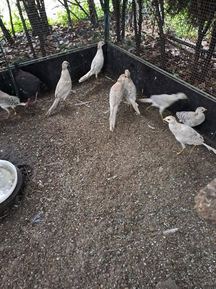 Bažant zlatožlutý