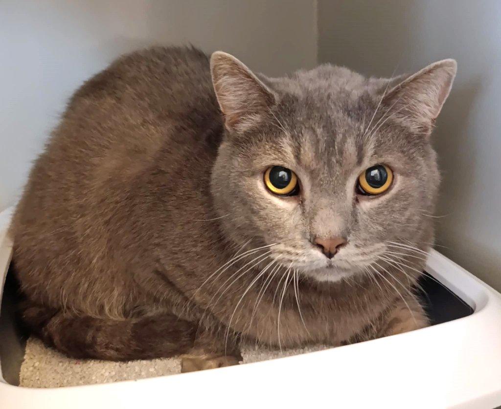 Kocourek Wybie hledá nový domov