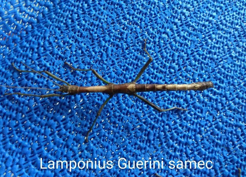 Strašilky a Pakobylky