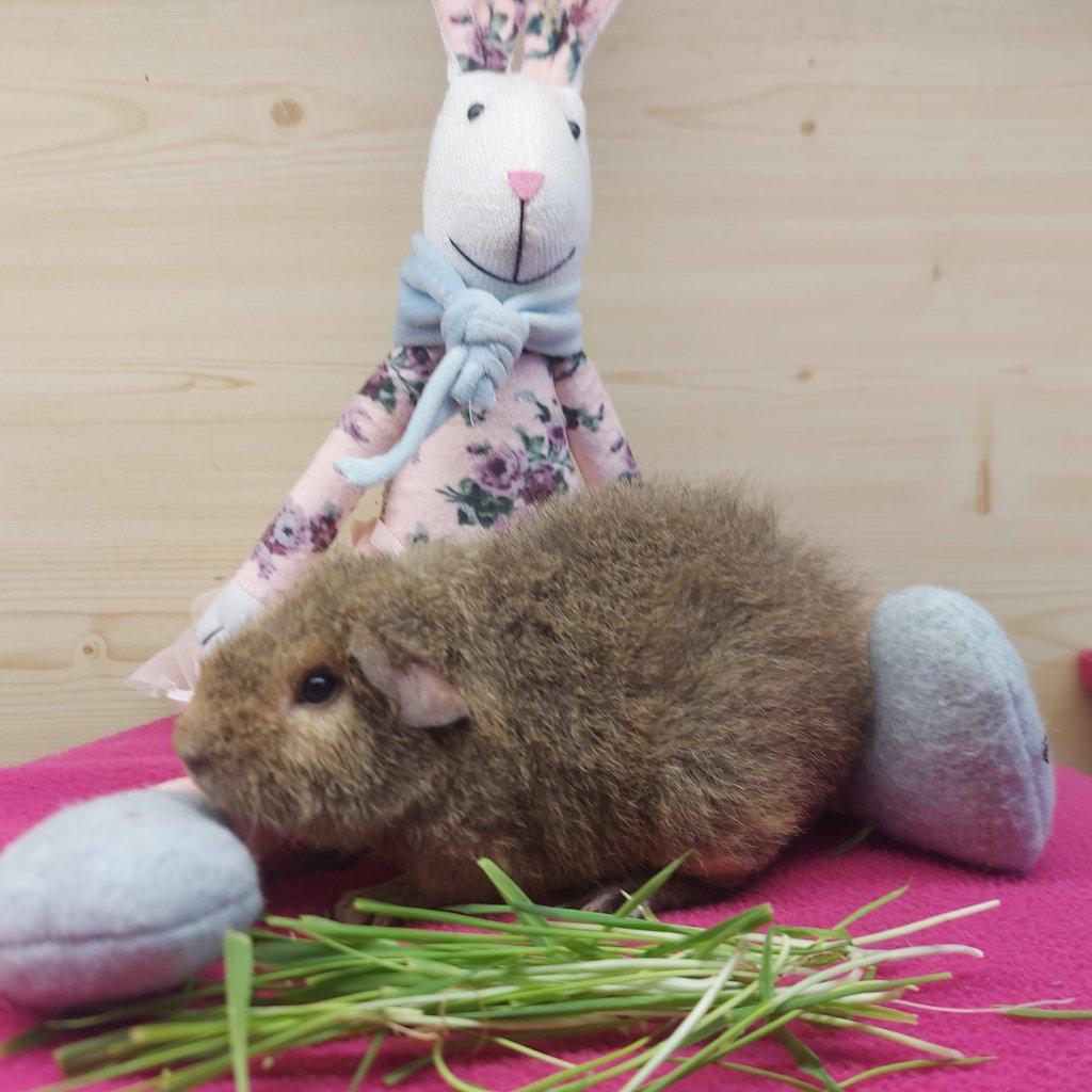 Morčátka plemene US Teddy a Hladké